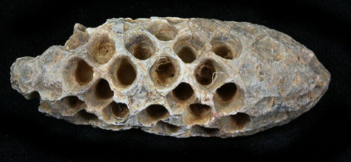 Agatized Fossil Pine (Seed) Cone From Morocco #30009
